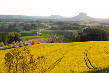 Raps, Sonnenuntergang, Sächsische Schweiz.