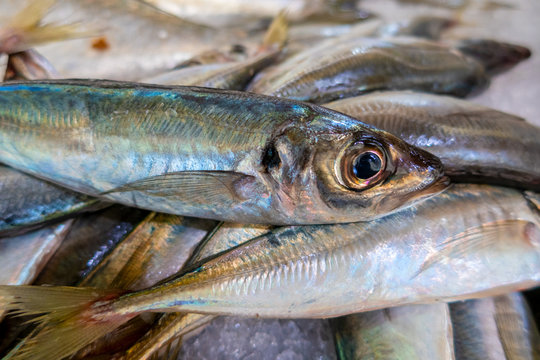 Fresh sardines in fish market, Algarve, Portugal