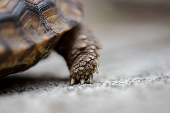 A close up of a tortoises foot, Stigmochelys pardalis
