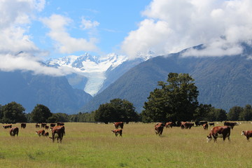 New Zealand - beautiful countryside with agriculture and nature.