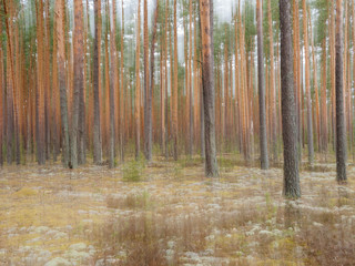 Fototapeta premium forest, sunlight, landscape, foliage, nature, tree, scenic, park, sun, wood, natural, outdoors, green, fog, light, outdoor, morning, nobody, environment, scenery, background, summer, season, wildernes