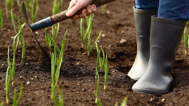 girl digs beds with garlic and onions in spring