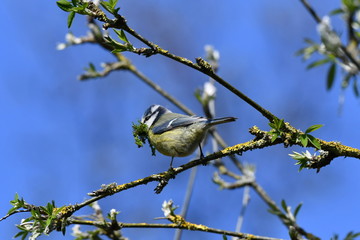 Mésange bleu au printemps, récoltant de la mousse et des lichens pour la confection d'un nid douillet