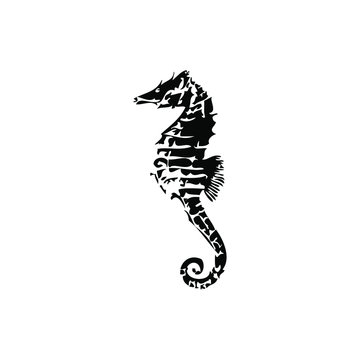 vector illustration of a seahorses