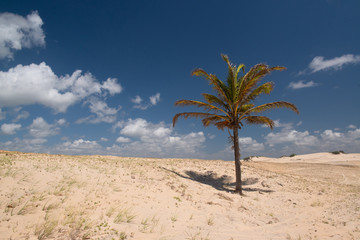 Coconut tree in the Malemba Dunes, Pipa beach, Tibau do sul, near Natal, Rio Grande do Norte, Brazil on September 25, 2016
