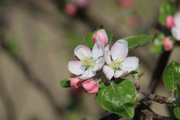 Apfelblüte