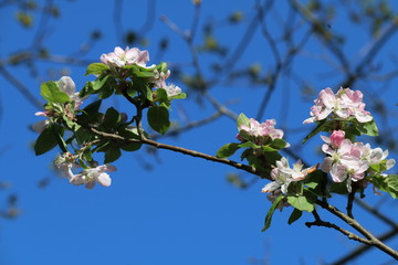 Apfelblüten Zweig