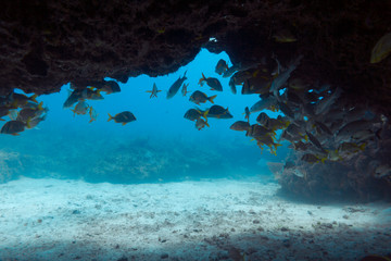 Peces en cueva del Tiburón. Puerto Morelos, Quintana Roo. México.