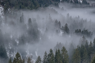 Nebelwald, nebel, winter