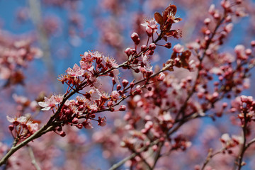 Branch with pink flowers in the park during springtime in Czech Republic. 