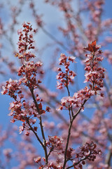 Pink blossom tree in Roztoky on a blue sky background. Springtime in the Czech Republic.