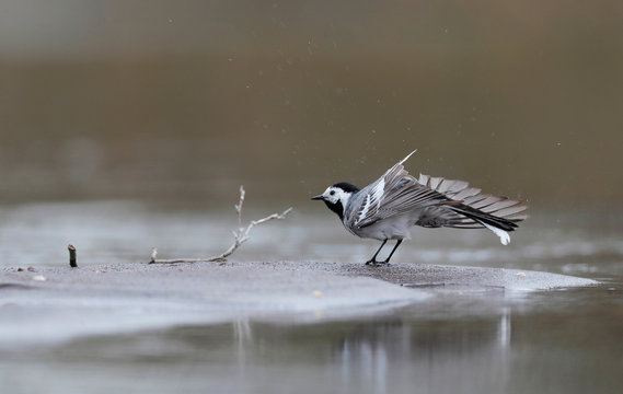 White wagtail cleans itself on a river bank near the village of Ilya