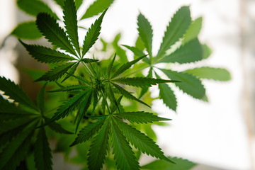 Concept of a marijuana plantation farm. Isolate the cannabis on a white background. A young cannabis Bush grows in a pot.Indoor cultivation of cannabis