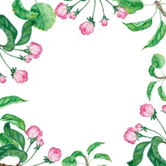 flowers and leaves of an apple tree on a white background, watercolor drawing, greeting card with pink flowers