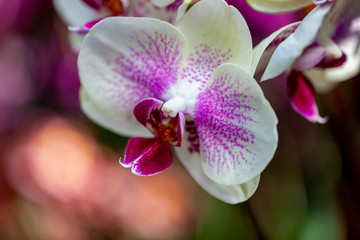 Pink and White Orchid