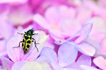 bug on flower