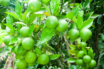 lemons on tree