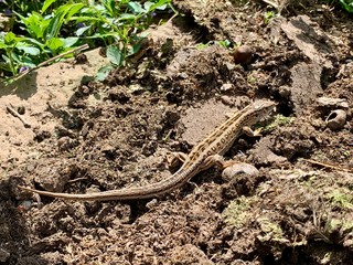 Sand lizard - Lacerta agilis Linnaeus