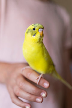 Close up bright yellow Budgerigar parakeet perched on hand of girl