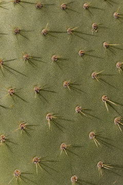Extreme close up spiky green cactus leaf
