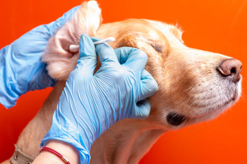 Cleaning the dog's ears. The doctor examines the dog's ears