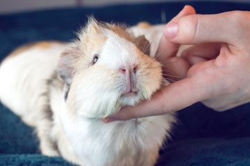 The owner strokes the Guinea pig. Comfort with Pets.