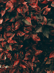 Red Leafes
