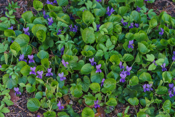 Forest violet with purple flowers in a clearing in the spring forest.