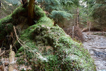 Fototapeta premium Leśny krajobraz