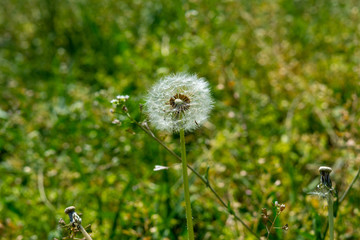 Pusteblume im Feld