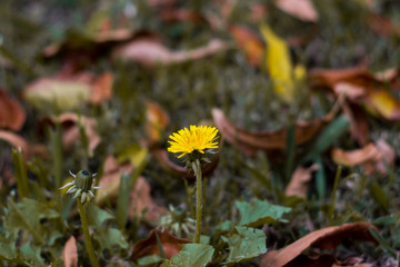 Flor amarilla tomada en otoño y en cuarentena, se ve tan brillante gracias a la descontaminacion.