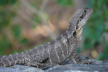Leguan