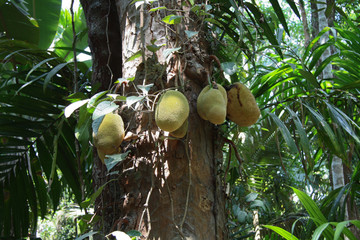 coconut tree in the tropical garden