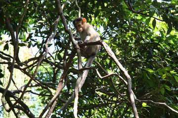Monkey