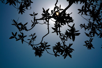 silhouette of a tree