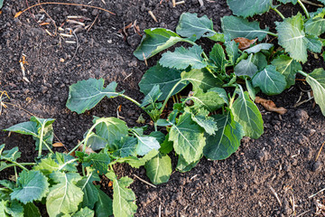 A beautiful field with rows of young plants of winter rape in the fall before leaving for the winter