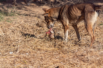A Dog grabbing and pulling flesh of an animal from the straw covered ground.