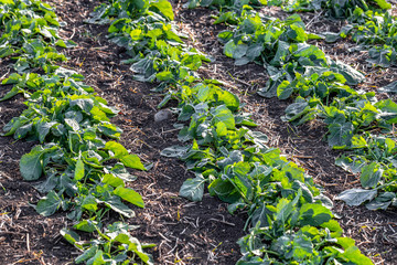 A beautiful field with rows of young plants of winter rape in the fall before leaving for the winter