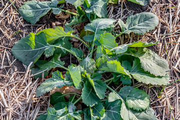 Fototapeta premium A beautiful field with rows of young plants of winter rape in the fall before leaving for the winter