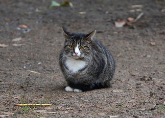 Naklejka na ściany i meble A grey tabby cat sits on the bare autumn ground