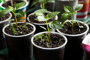pepper seedlings in plastic pots