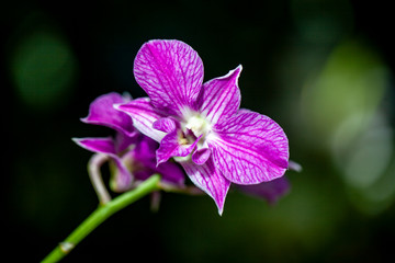 Pink Macro Orchid on Black Background