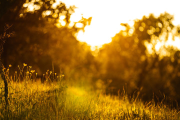 Sunset Warmth Over California Meadow Landscape