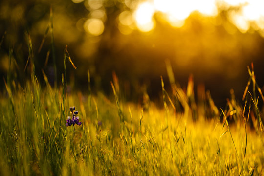 sunset in the meadow with purple flower