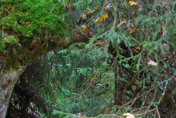 Tajemniczy las © Artur