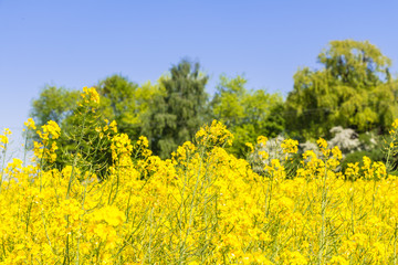 Obraz premium Blühendes Rapsfeld im Frühling an einem Tag mit blauem Himmel