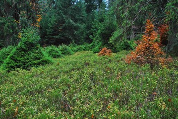 Tajemniczy las © Artur