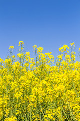 Blühendes Rapsfeld im Frühling an einem Tag mit blauem Himmel
