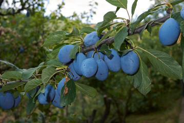 damson plums on the tree