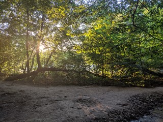summer in the forest